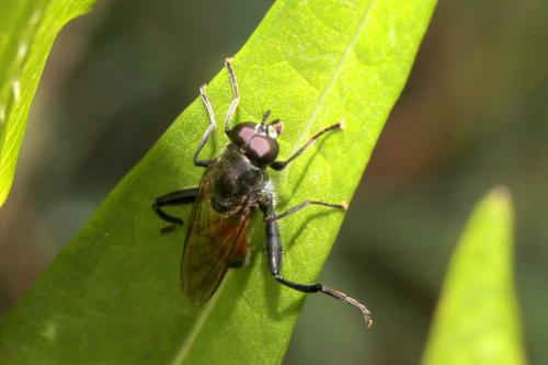 Brachypalpoides lentus